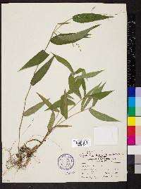 Dichanthelium boscii image