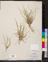 Dichanthelium depauperatum image