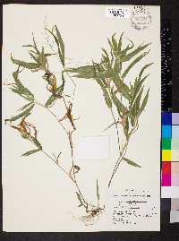 Dichanthelium latifolium image