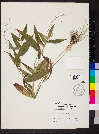 Dichanthelium latifolium image