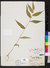 Dichanthelium latifolium image