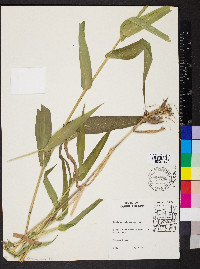 Dichanthelium latifolium image