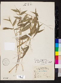 Dichanthelium latifolium image