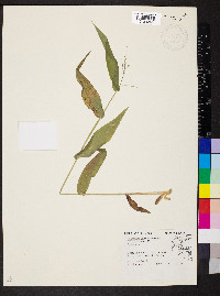 Dichanthelium latifolium image