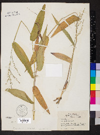 Dichanthelium latifolium image