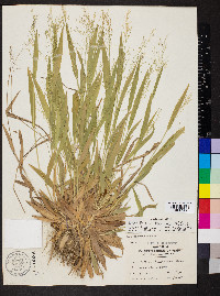 Dichanthelium laxiflorum image