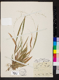 Dichanthelium laxiflorum image