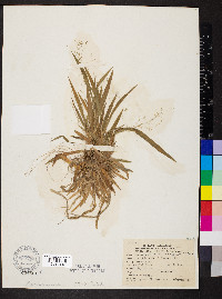 Dichanthelium laxiflorum image