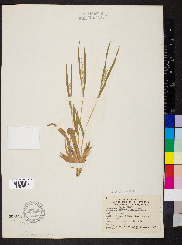 Dichanthelium laxiflorum image