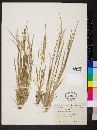 Dichanthelium linearifolium image