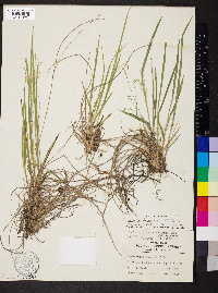 Dichanthelium linearifolium image
