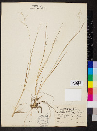 Dichanthelium linearifolium image