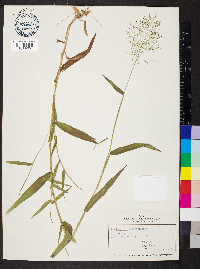 Dichanthelium dichotomum subsp. microcarpon image