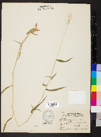 Dichanthelium dichotomum subsp. microcarpon image
