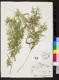Dichanthelium dichotomum subsp. microcarpon image