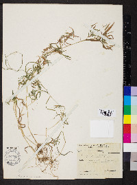Dichanthelium dichotomum subsp. microcarpon image