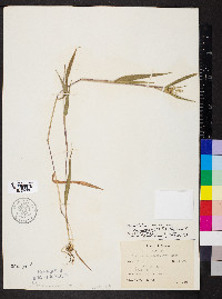 Dichanthelium scribnerianum image