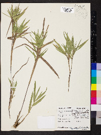 Dichanthelium scribnerianum image