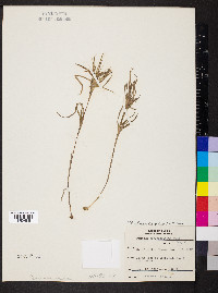 Dichanthelium scribnerianum image