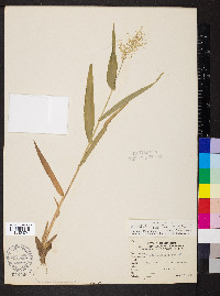 Dichanthelium polyanthes image