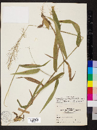 Dichanthelium polyanthes image