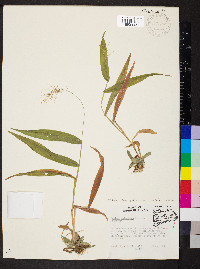 Dichanthelium polyanthes image