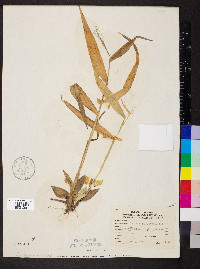 Dichanthelium polyanthes image