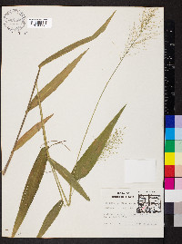 Dichanthelium polyanthes image