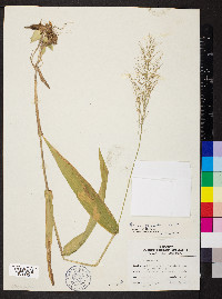 Dichanthelium polyanthes image