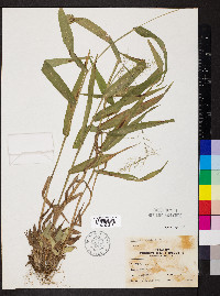 Dichanthelium polyanthes image