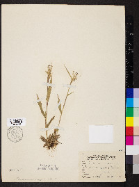 Dichanthelium sphaerocarpon image
