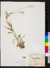 Dichanthelium sphaerocarpon image