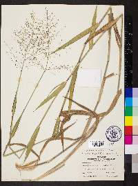 Dichanthelium scoparium image