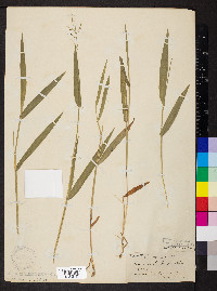 Dichanthelium leibergii image
