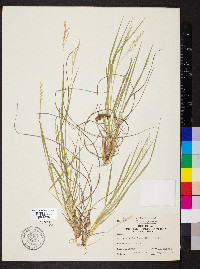 Dichanthelium linearifolium image