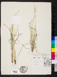 Dichanthelium linearifolium image