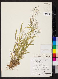 Dichanthelium acuminatum subsp. implicatum image