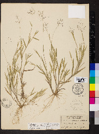 Dichanthelium acuminatum subsp. implicatum image