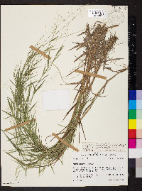 Dichanthelium acuminatum subsp. implicatum image