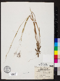 Dichanthelium acuminatum subsp. lindheimeri image