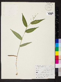 Dichanthelium boscii image