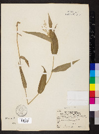 Dichanthelium boscii image
