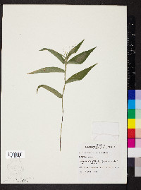 Dichanthelium boscii image