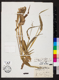 Dichanthelium latifolium image