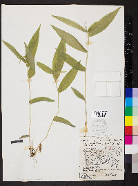 Dichanthelium latifolium image