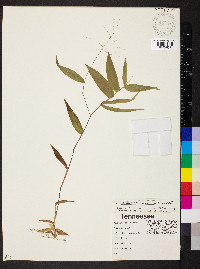 Dichanthelium latifolium image