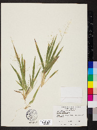 Dichanthelium laxiflorum image