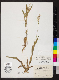 Dichanthelium helleri image