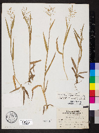 Dichanthelium helleri image