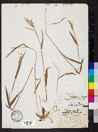 Dichanthelium helleri image